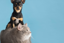 CadÚnico agora beneficia seu pet confira as vantagens para seu amigo de quatro patas