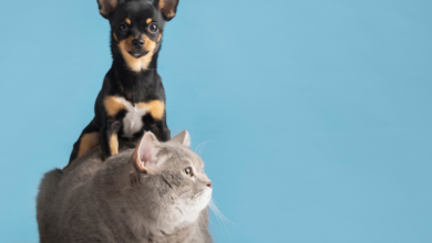 CadÚnico agora beneficia seu pet confira as vantagens para seu amigo de quatro patas