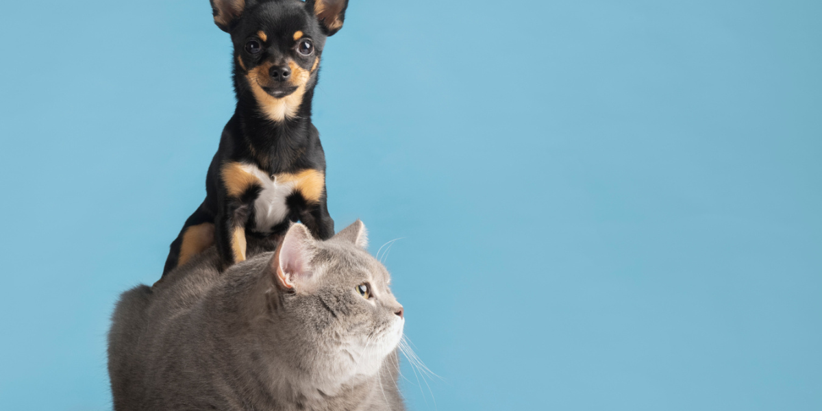 CadÚnico agora beneficia seu pet confira as vantagens para seu amigo de quatro patas