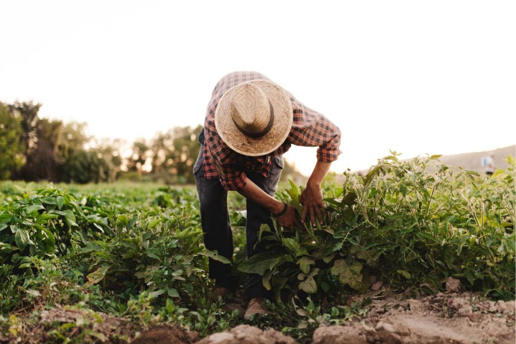 Se você é agricultor, veja as novidades sobre o Garantia-Safra.