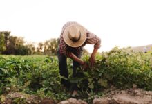 Se você é agricultor, veja as novidades sobre o Garantia-Safra.