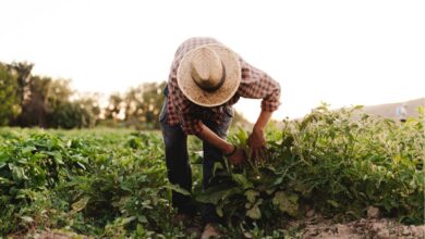Se você é agricultor, veja as novidades sobre o Garantia-Safra.